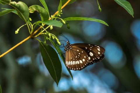 Borboleta parada em uma folha